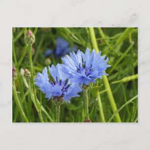 Carte Postale bleuet