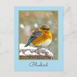 Carte Postale Bleuet de l'Est en neige - Photo originale