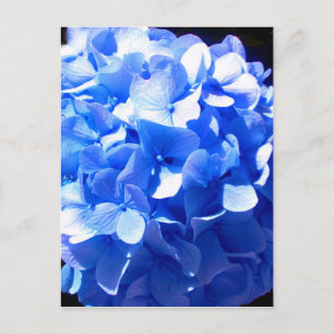 Carte Postale Bleus cobalt floral élégant hydrangeas bleus
