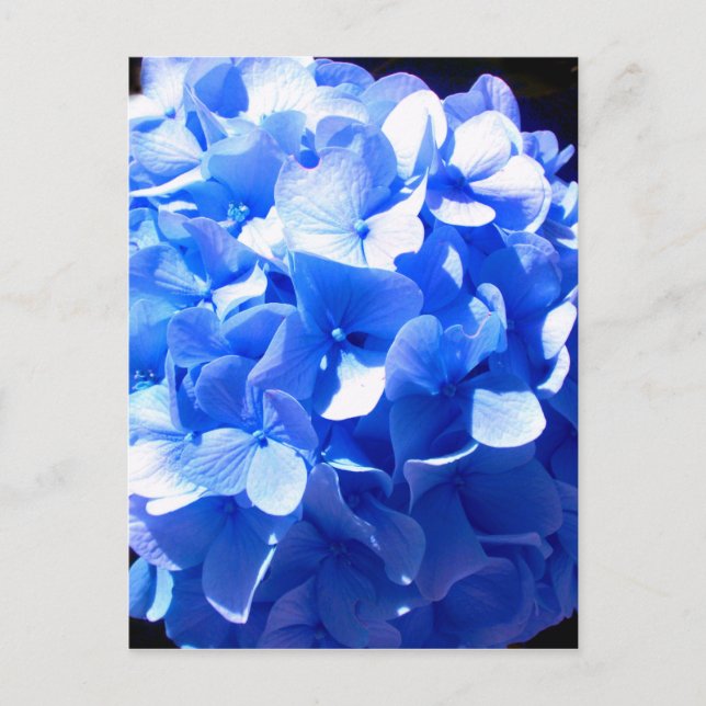 Carte Postale Bleus cobalt floral élégant hydrangeas bleus  (Devant)