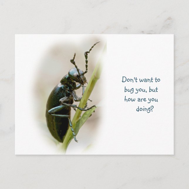 Carte Postale Blister Beetle - Meloidae (Devant)