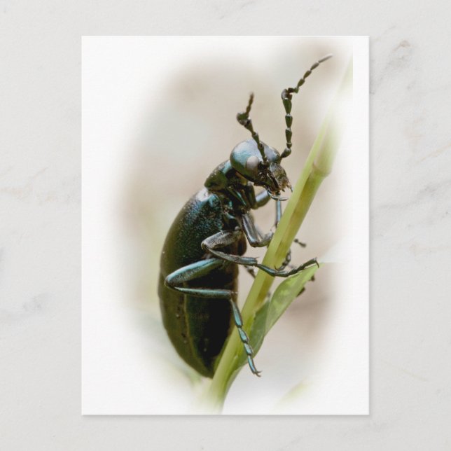 Carte Postale Blister Beetle - Meloidae (Devant)