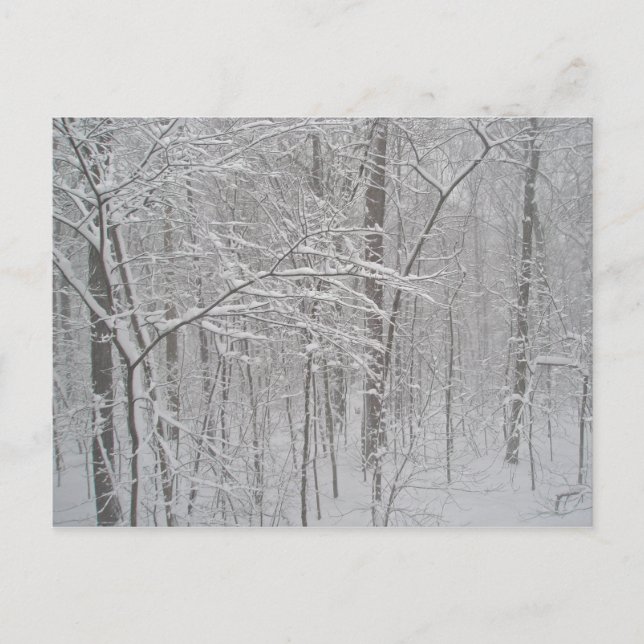 Carte Postale Blizzard en février 2010 (Devant)