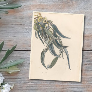 Carte Postale Bloeiende tak van een eucalyptus