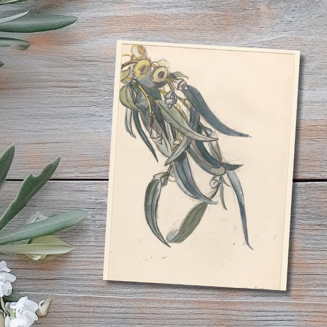 Carte Postale Bloeiende tak van een eucalyptus (Créateur téléchargé)