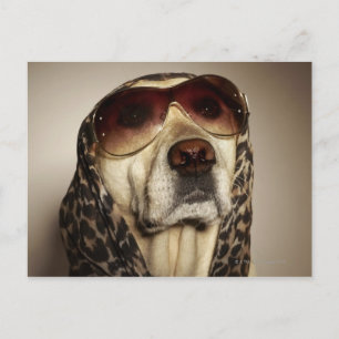 Carte Postale Blond Labrador Retriever portant des lunettes de s