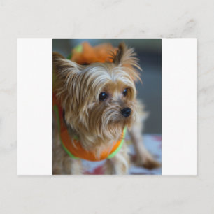 Carte Postale Blonde Yorkshire Terrier