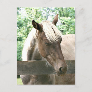 Carte Postale Blondie