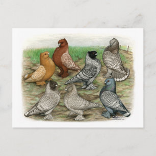 Carte Postale Blondinettes Laced Pigeons de Frill Classique
