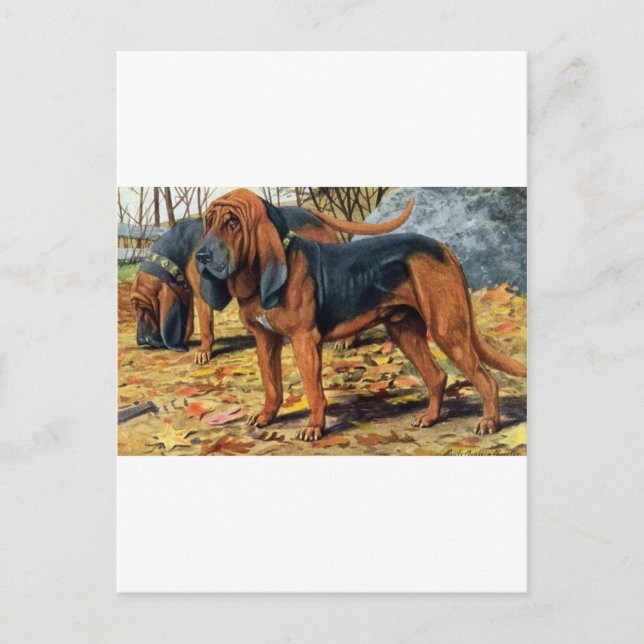 Carte Postale Bloodhound (Devant)
