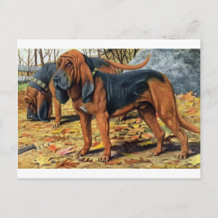 Carte Postale Bloodhound