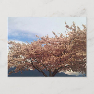 Carte Postale Blooming Cherry Tree Postcard