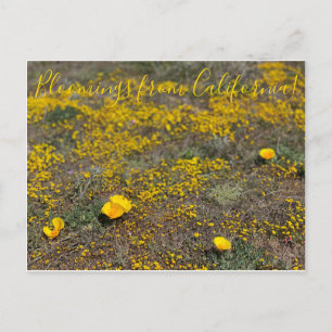 Carte Postale Blooming from California ! : Le coquelicot de Cali