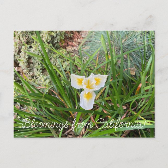 Carte Postale Bloomings de Californie : AprilSnow Douglas Iris (Devant)