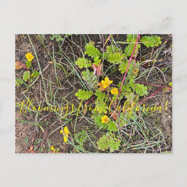 Carte Postale Bloomings de Californie : Argent (Devant)