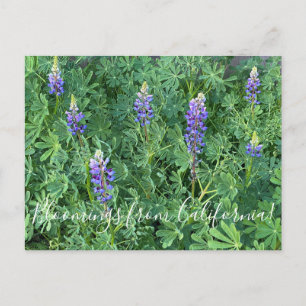 Carte Postale Bloomings de Californie : Arroyo Lupine