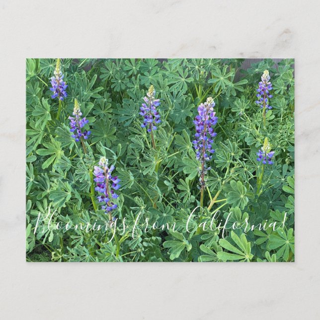 Carte Postale Bloomings de Californie : Arroyo Lupine (Devant)