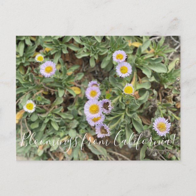 Carte Postale Bloomings de Californie : Beach Aster (Devant)
