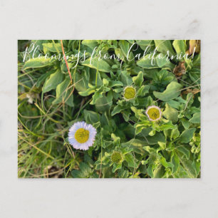 Carte Postale Bloomings de Californie : Beach Aster Postcard