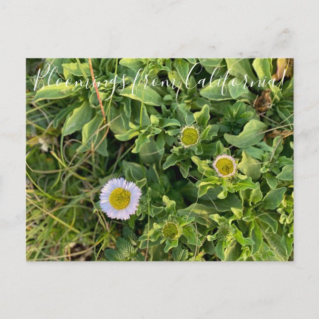 Carte Postale Bloomings de Californie : Beach Aster Postcard (Devant)