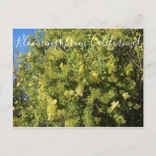 Carte Postale Bloomings de Californie : Black Elderber Postcard