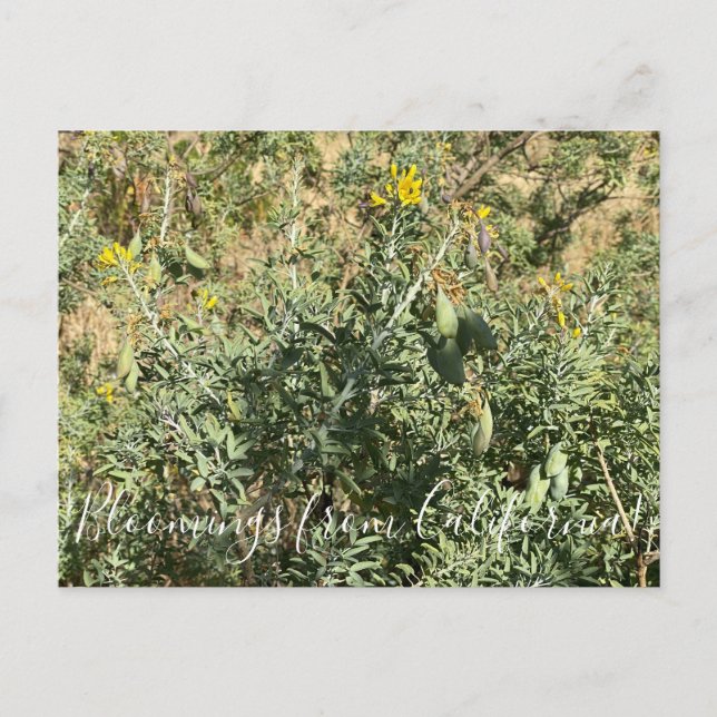 Carte Postale Bloomings de Californie : Bladderpod (Devant)