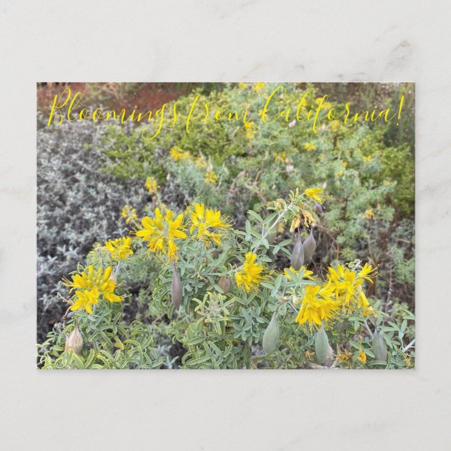 Carte Postale Bloomings de Californie : Bladderpod (Devant)