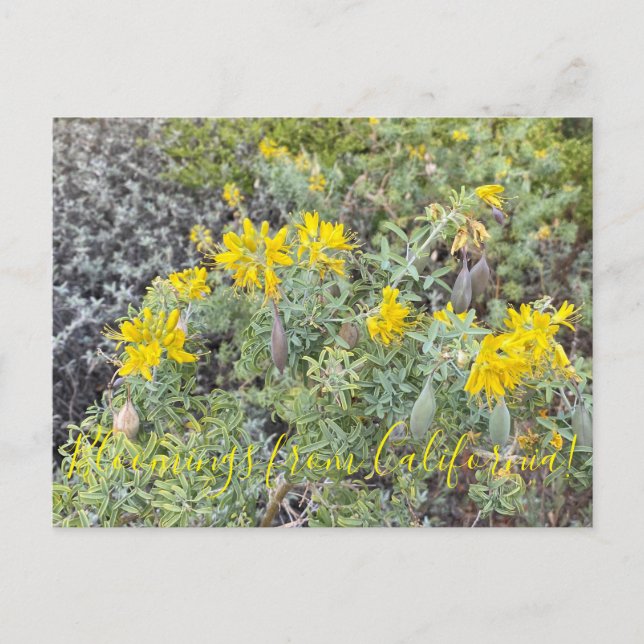Carte Postale Bloomings de Californie : Bladderpod Postcard (Devant)