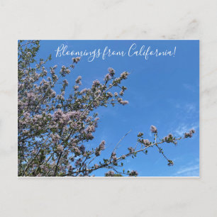 Carte Postale Bloomings de Californie : Buck Brush