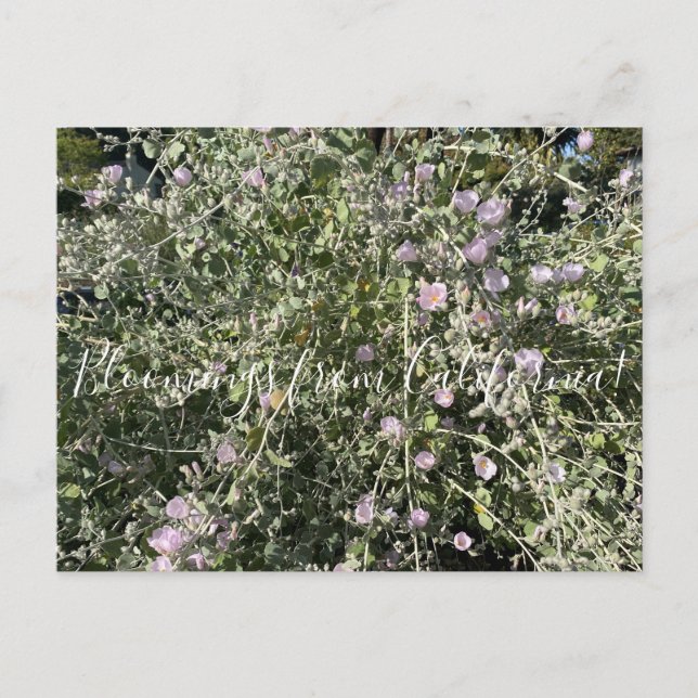 Carte Postale Bloomings de Californie : Bush Mallow Postcard (Devant)