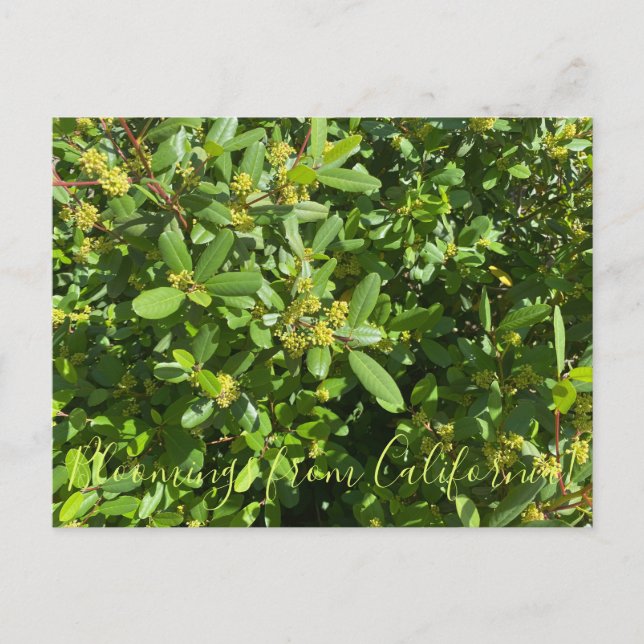 Carte Postale Bloomings de Californie : California Coffeeberry (Devant)