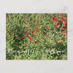 Carte Postale Bloomings de Californie : California Fuchsia