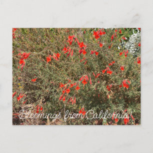 Carte Postale Bloomings de Californie : California Fuchsia
