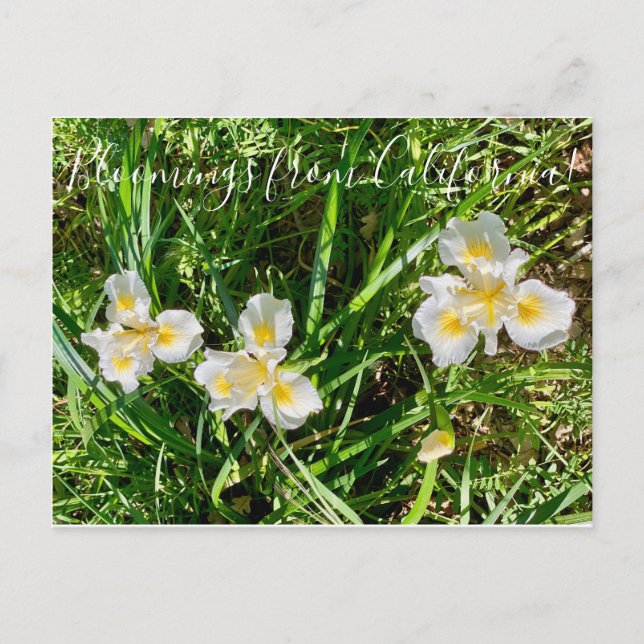 Carte Postale Bloomings de Californie : Canyon Snow Iris (Devant)