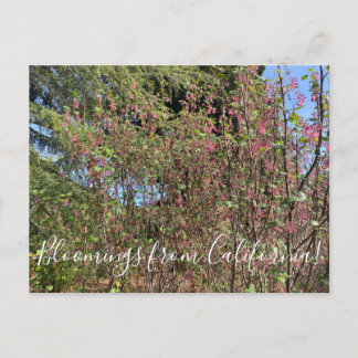 Carte Postale Bloomings de Californie : Chaparral Currant