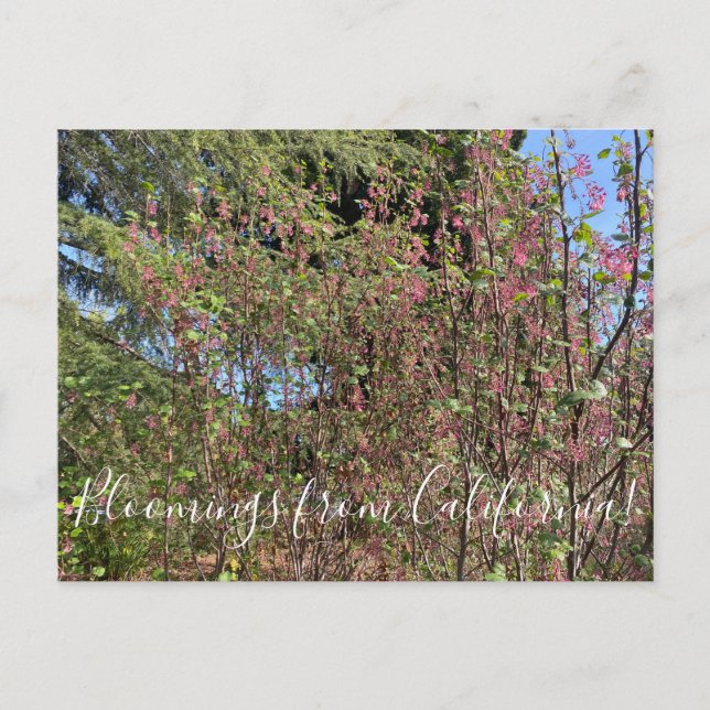 Carte Postale Bloomings de Californie : Chaparral Currant (Devant)