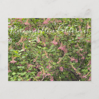 Carte Postale Bloomings de Californie : Chaparral Currant