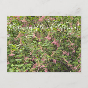 Carte Postale Bloomings de Californie : Chaparral Currant Postc