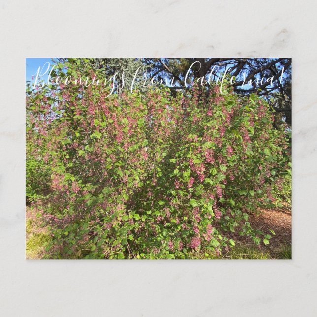 Carte Postale Bloomings de Californie : Chaparral Currant Postc (Devant)