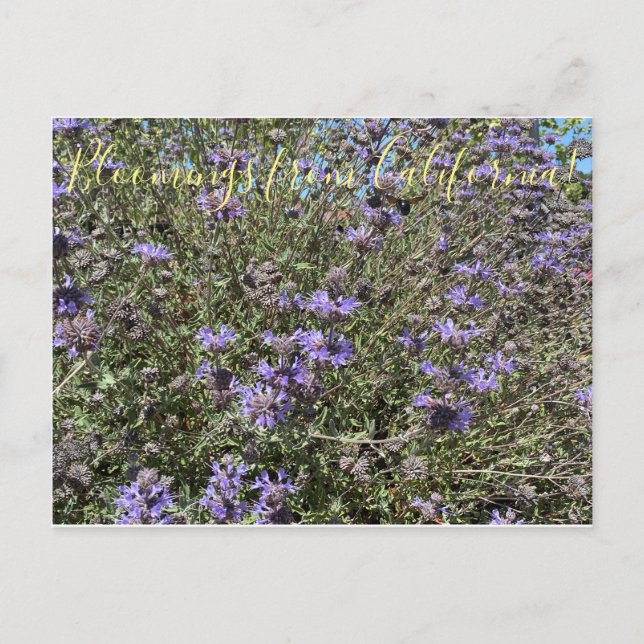 Carte Postale Bloomings de Californie : Cleveland Sage (Devant)