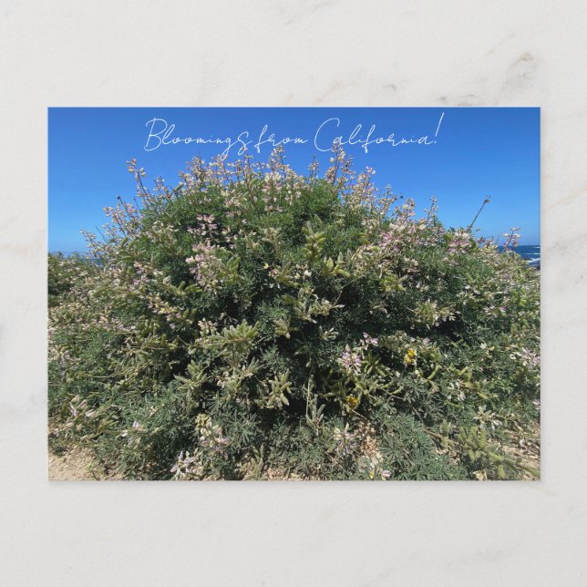 Carte Postale Bloomings de Californie : Coastal Bush Lupine (Devant)
