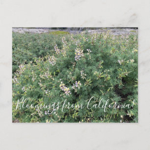Carte Postale Bloomings de Californie : Coastal Bush Lupine