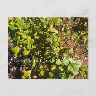 Carte Postale Bloomings de Californie : Currant À feuillage pers