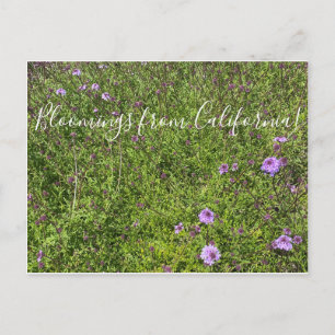 Carte Postale Bloomings de Californie : De La Mina Verbena