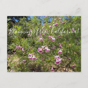 Carte Postale Bloomings de Californie : Desert Willow Postcard