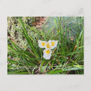 Carte Postale Bloomings de Californie : Douglas Iris