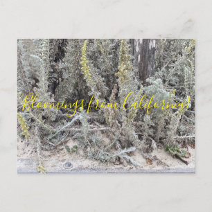 Carte Postale Bloomings de Californie : Dune Sagewort