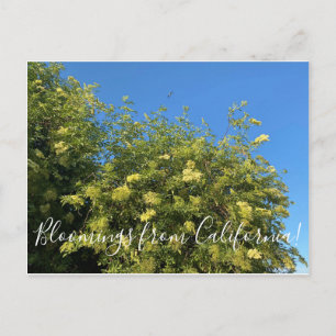 Carte Postale Bloomings de Californie : Elderberry Postcard
