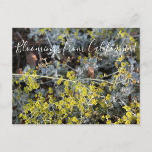 Carte Postale Bloomings de Californie : Excellent Jaune