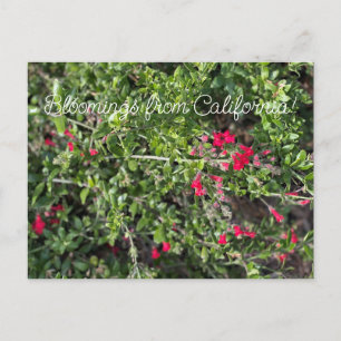 Carte Postale Bloomings de Californie : Gambelia speciosa